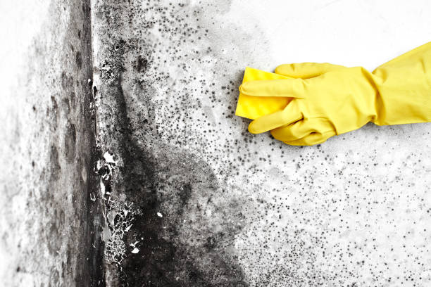 Best Attic Mold Removal  in Lynbrook, NY