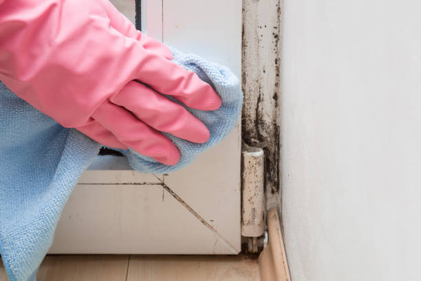 Best Crawl Space Mold Removal  in Lynbrook, NY